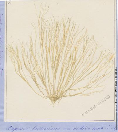 Bryopsis duplex 16.jpg